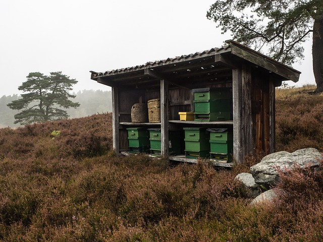 skeps and langstroth hives