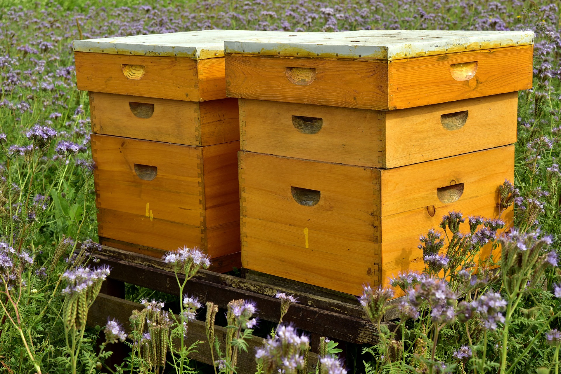 Beehive langstroth