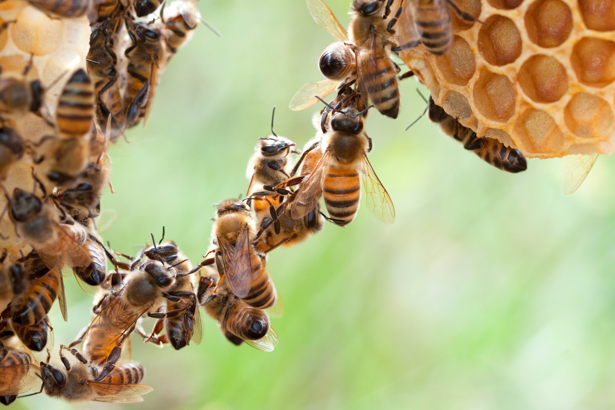 honey bees chaining, they attach themselves together for the purpose of making comb for their hive