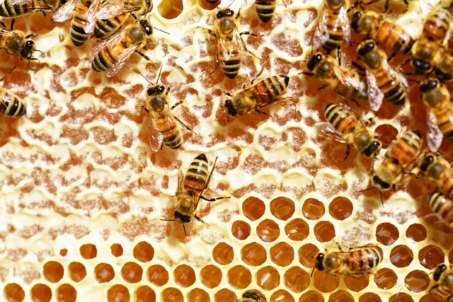 honeybees making honey
