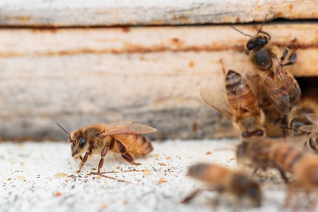 bees on a hive