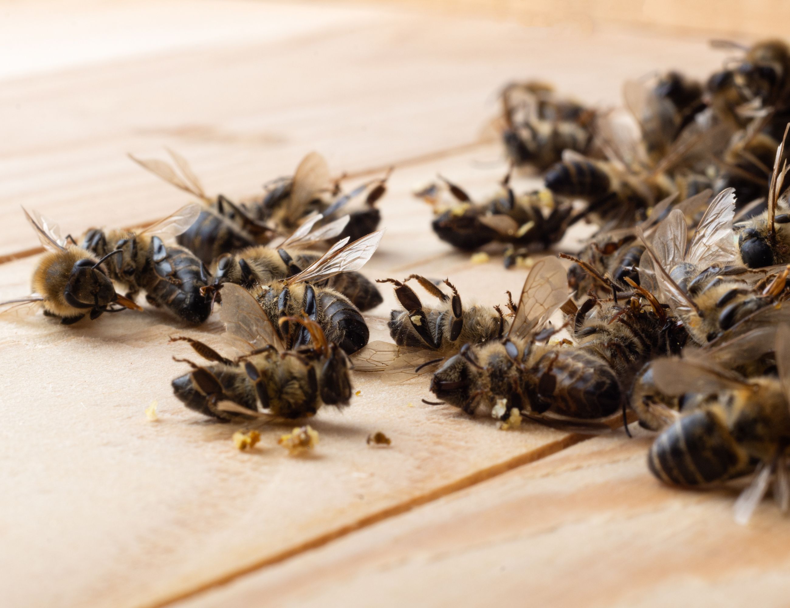 dead honey bees on a wooden bottom board