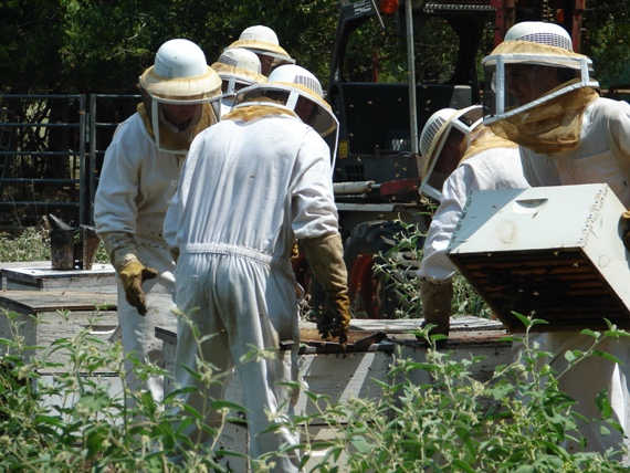 beekeeping inspecting hives