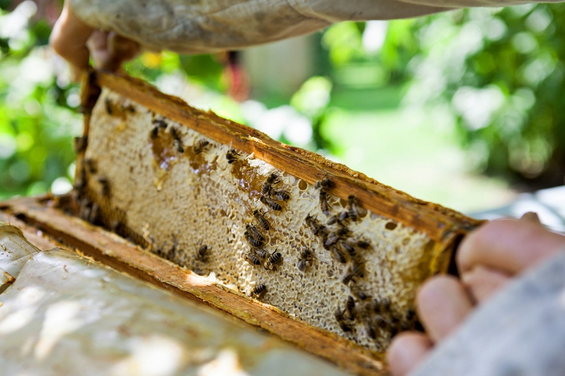 a capped frame of honey