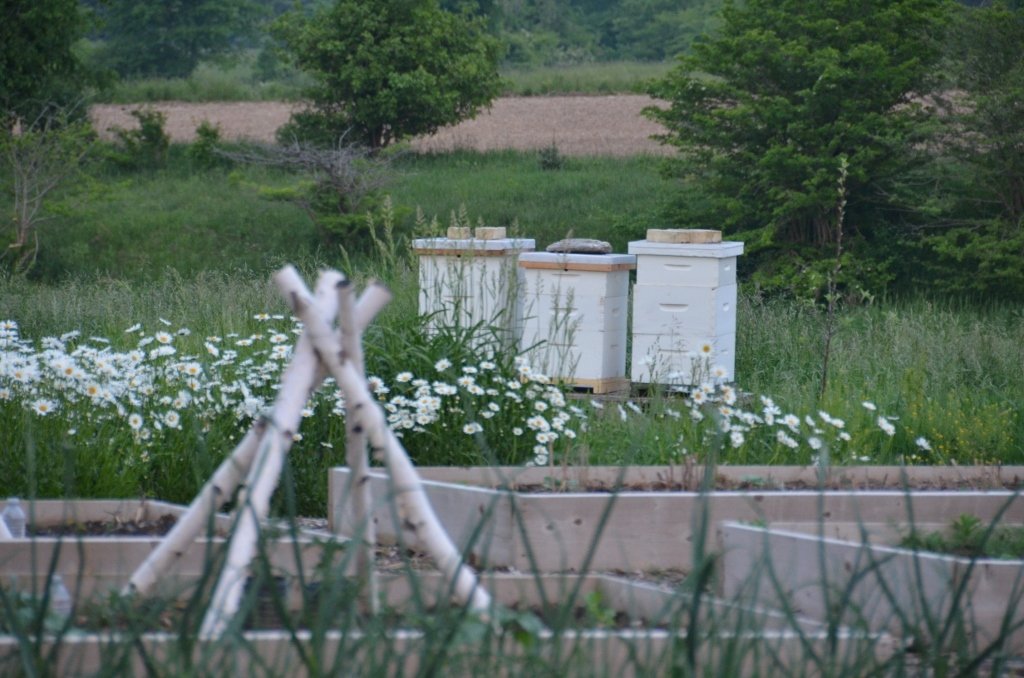 backyard beehives set within a garden of flowers overlooking a creek