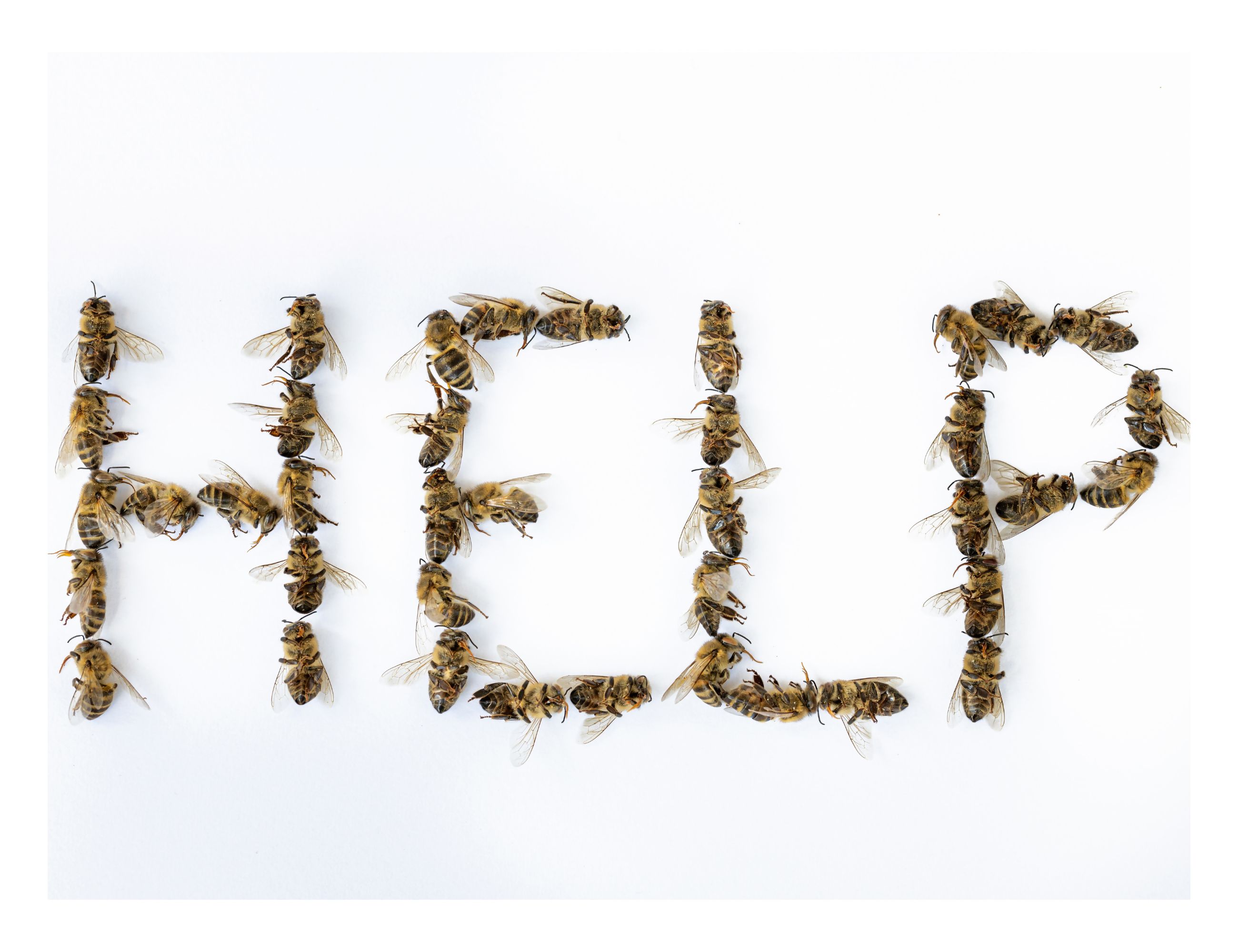 Help Save the Bees