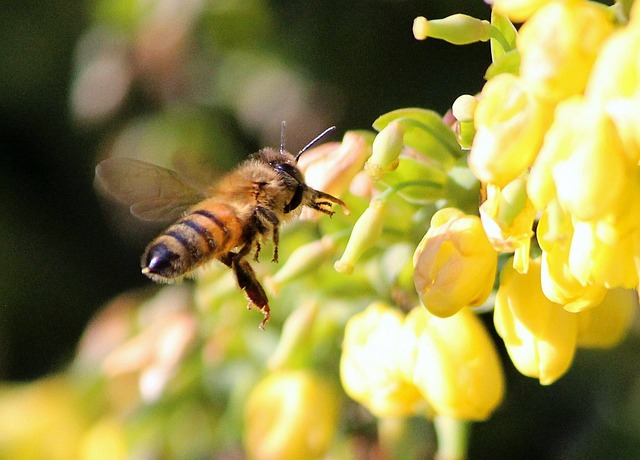 back of honey bee