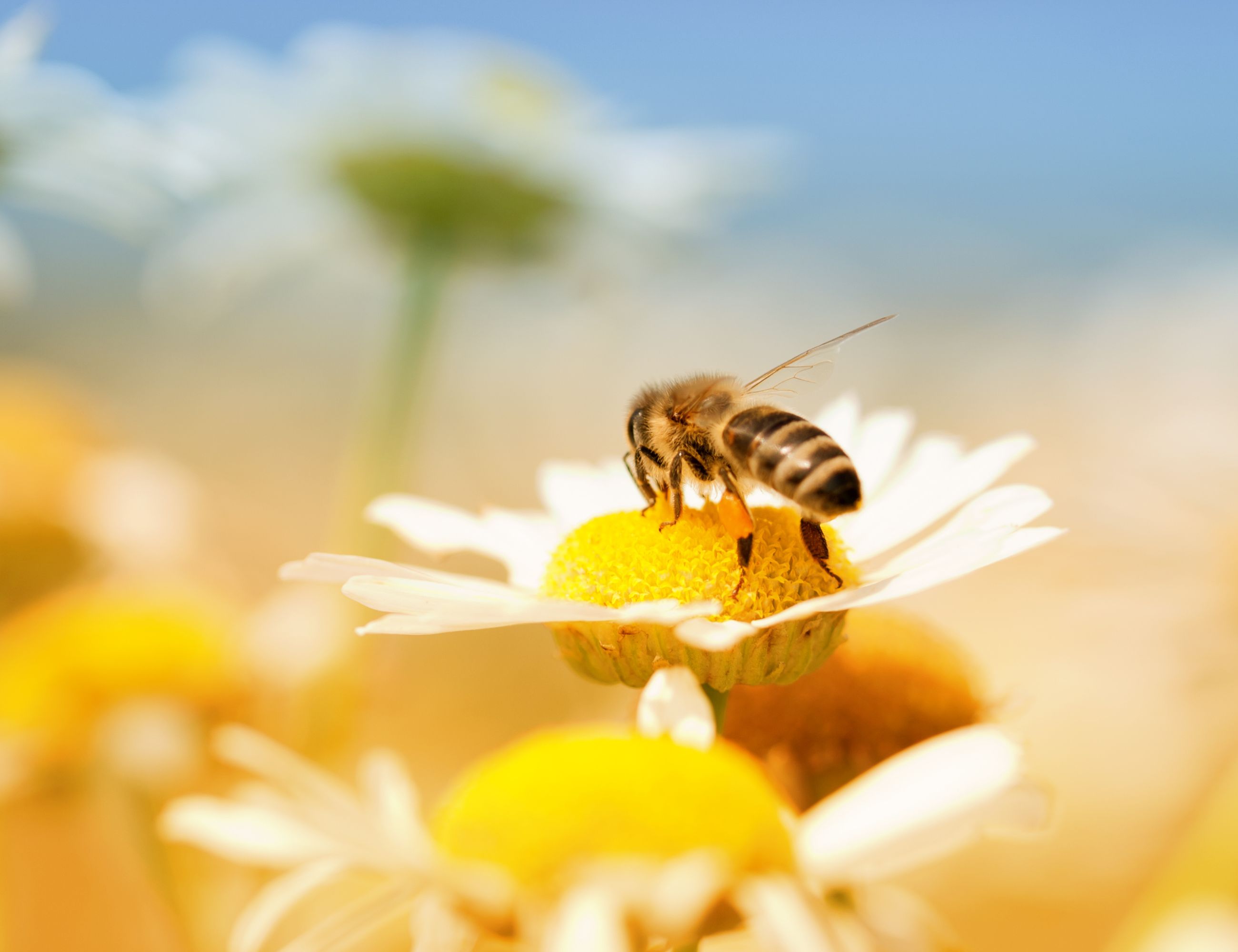 honey bee on a daisy