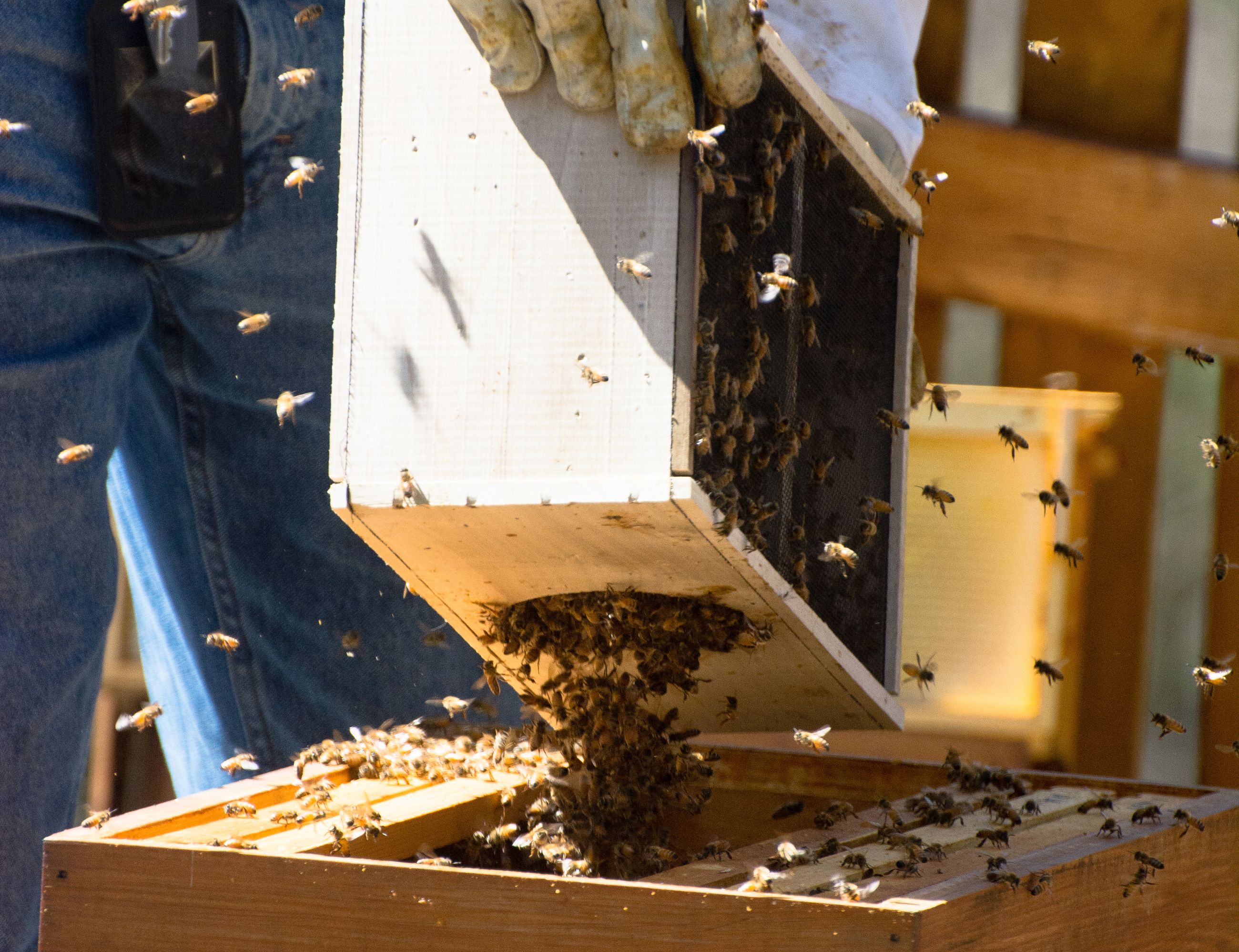 installing honeybees into a hive box