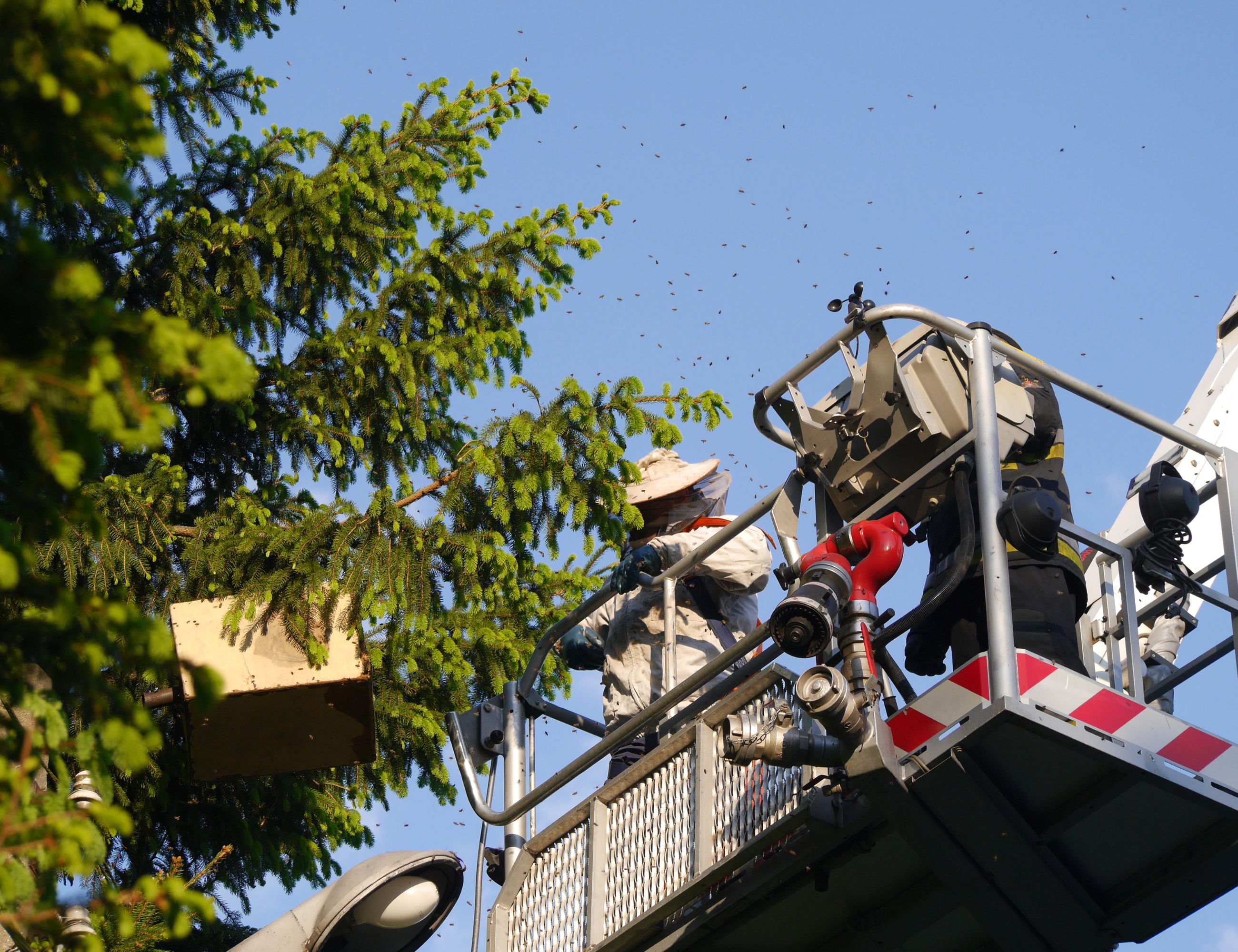 Beekeeper saving a bee swarm