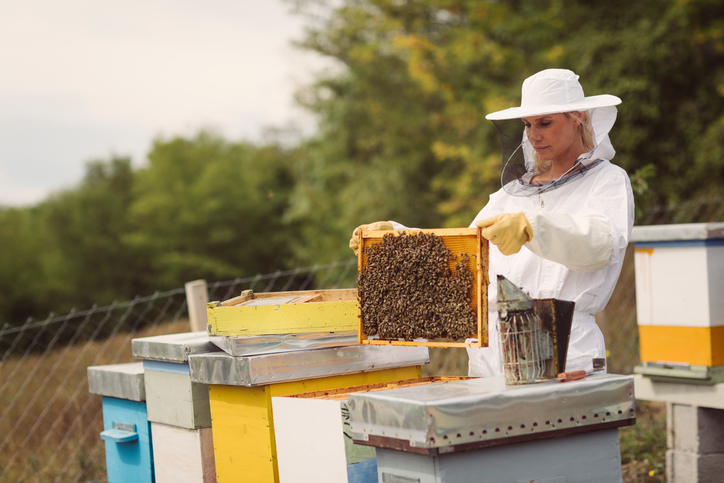 About Us Here at Hive and Honey Apiary