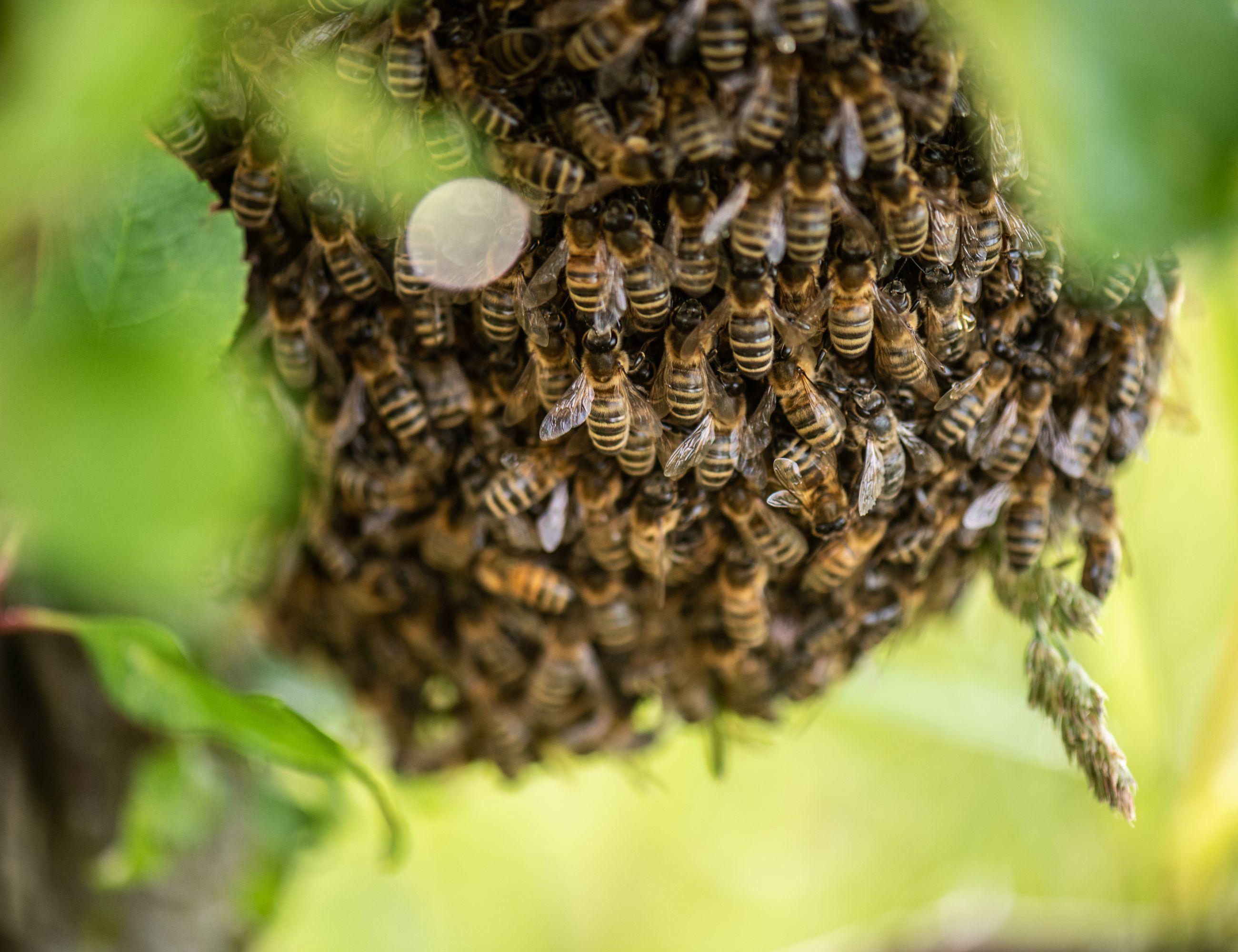small ball of honey bees in a tree