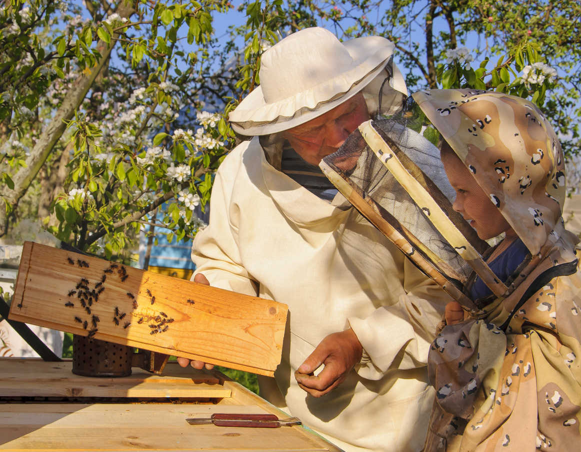 a man teaching a child about the honey bee