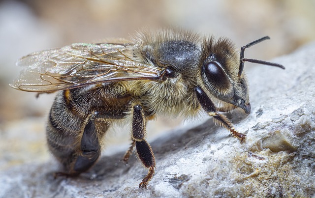 western honey bee