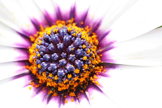 white flower close up showing its pollen